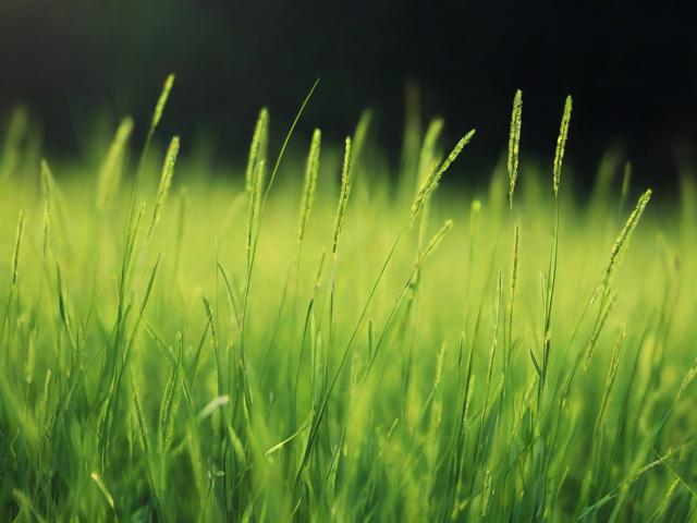 野草视频在线野草视频在线，探索自然之美